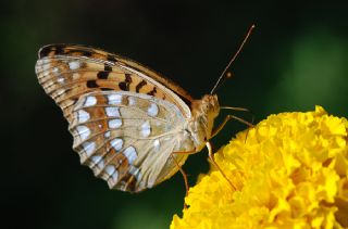 Byk nci (Fabriciana adippe)