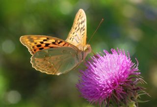 Bahadr (Argynnis pandora)