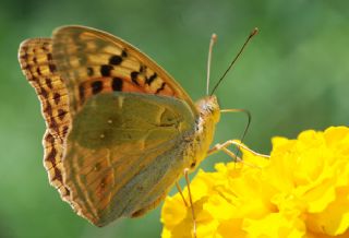 Bahadr (Argynnis pandora)