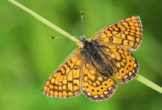Nazuum (Euphydryas aurinia)