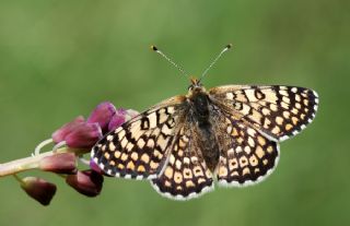 parhan (Melitaea cinxia)