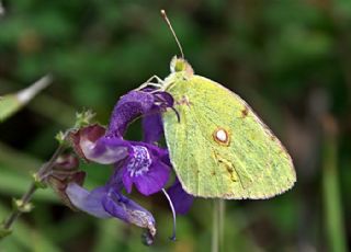 Sar Azamet (Colias croceus)