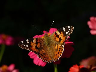 Diken Kelebei (Vanessa cardui)