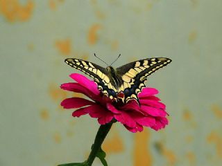 Diken Kelebei (Vanessa cardui)