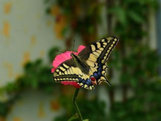 Krlangkuyruk (Papilio machaon)