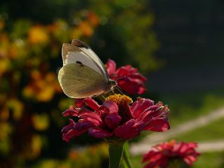 Byk Beyazmelek  (Pieris brassicae)