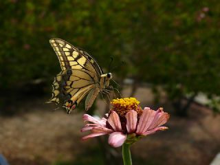 Krlangkuyruk (Papilio machaon)