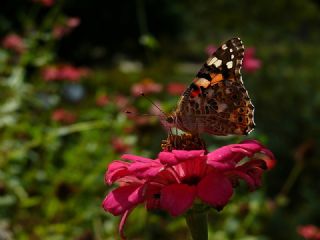 Diken Kelebei (Vanessa cardui)