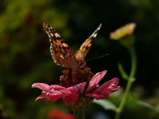 Diken Kelebei (Vanessa cardui)