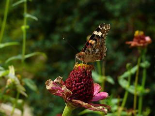 Diken Kelebei (Vanessa cardui)