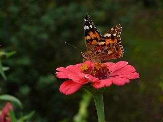 Diken Kelebei (Vanessa cardui)