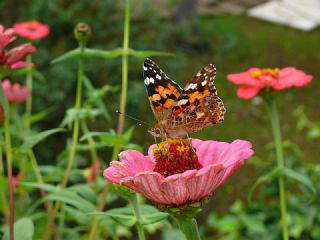 Diken Kelebei (Vanessa cardui)