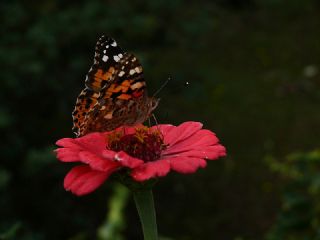 Diken Kelebei (Vanessa cardui)