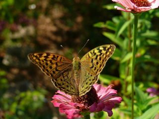 Bahadr (Argynnis pandora)