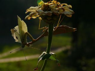 Byk Beyazmelek  (Pieris brassicae)