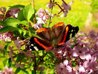 Atalanta (Vanessa atalanta)