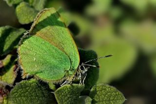 Zmrt (Callophrys rubi)