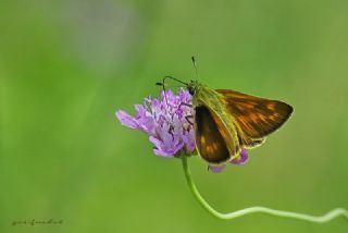 Orman Zpzp (Ochlodes sylvanus)