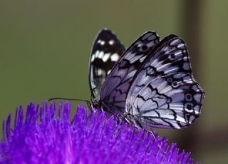 Kk Zpzp Perisi (Coenonympha pamphilus)