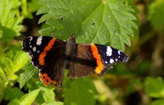 Atalanta (Vanessa atalanta)