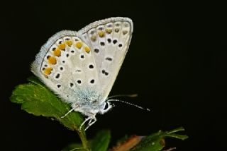 okgzl Mavi (Polyommatus icarus)