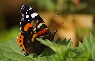 Atalanta (Vanessa atalanta)