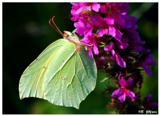 Orakkanat (Gonepteryx rhamni)