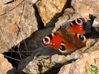 Tavus Kelebei (Inachis io)