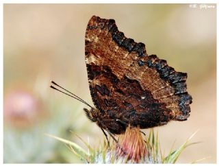 Karaaa Nimfalisi (Inachis polychloros)