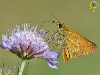 Orman Zpzp (Ochlodes sylvanus)