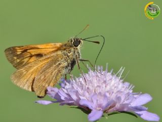 Orman Zpzp (Ochlodes sylvanus)