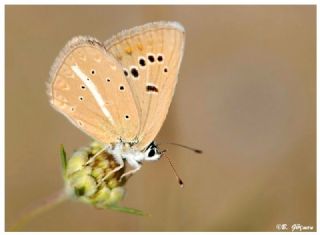 okgzl Lbnan Esmeri (Polyommatus alcestis)