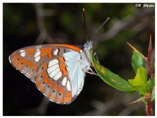 Akdeniz Hanmeli Kelebei (Limenitis reducta)