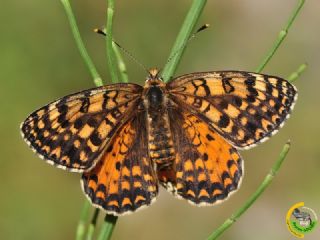 Kafkasyal parhan (Melitaea interrupta)