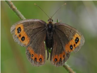 sko Gzelesmeri (Erebia aethiops)