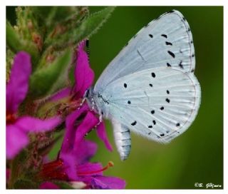 Kutsal Mavi (Celastrina argiolus)