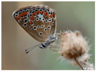 okgzl Esmer (Aricia agestis)