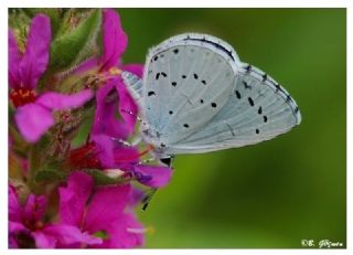 Kutsal Mavi (Celastrina argiolus)