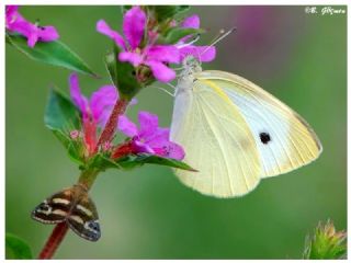 Kk Beyazmelek (Pieris rapae)