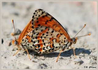 Gzel parhan (Melitaea trivia)