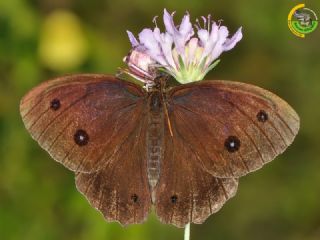 Kara Hayalet (Minois dryas)