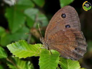 Kara Hayalet (Minois dryas)