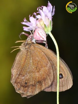 Kara Hayalet (Minois dryas)