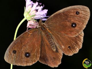 Kara Hayalet (Minois dryas)