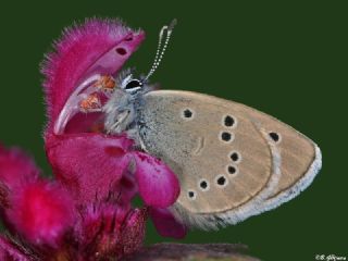 Anadolu Karagz Mavisi (Glaucopsyche astraea)