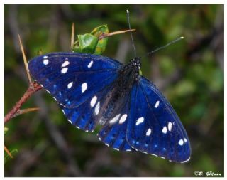 Akdeniz Hanmeli Kelebei (Limenitis reducta)