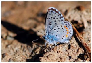 Himalaya Mavisi (Pseudophilotes vicrama)