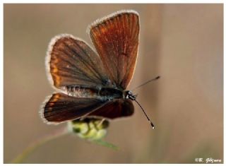 okgzl Lbnan Esmeri (Polyommatus alcestis)