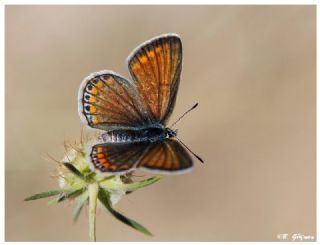 okgzl Mavi (Polyommatus icarus)