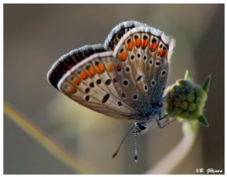 okgzl Mavi (Polyommatus icarus)